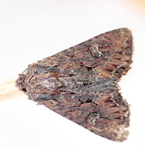 Réf. 111 952 : Mniotype sp.