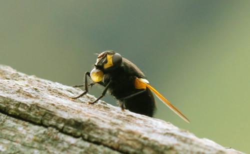 Réf. 111 951 : Mesembrina sp.