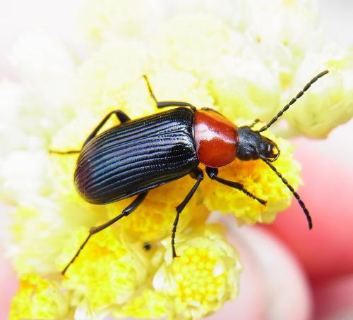 Réf. 111 397 : Heliotaurus sp.