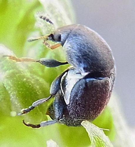 Bruchela sp.