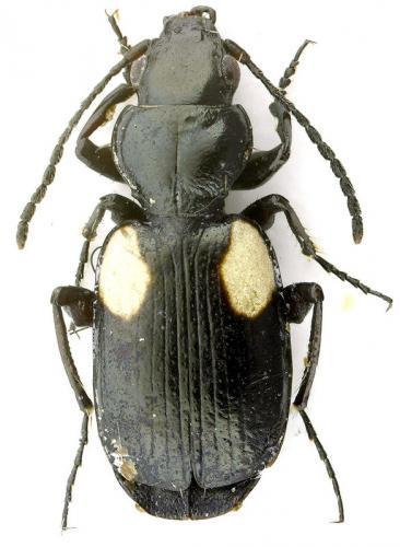 Réf. 111 931 : Lionychus sturmii