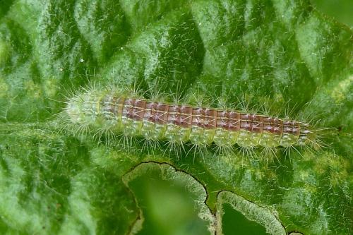 Réf. 111 443 : Oidaematophorus lithodactyla