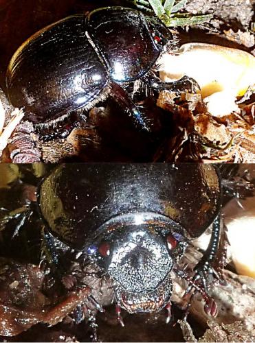 Anoplotrupes stercorosus
