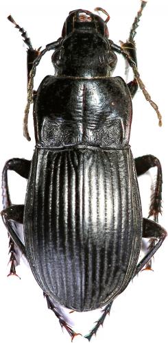 Abax carinatus