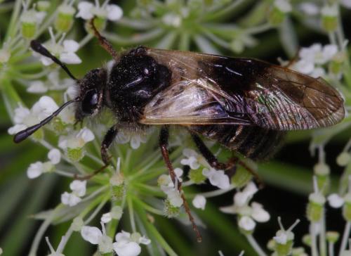Abia fasciata