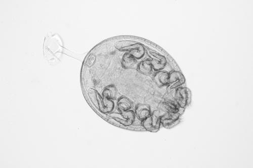Réf. 111 865 : Trichouropoda pecinai