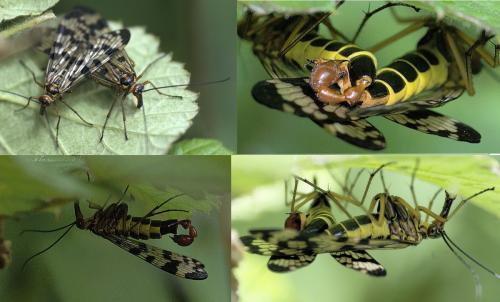 Panorpa meridionalis