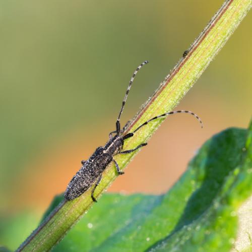 Réf. 111 375 : Agapanthia villosoviridescens