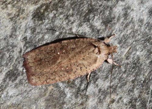 Réf. 111 788 : Agonopterix sp.