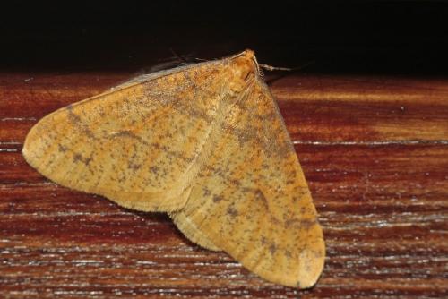 Agriopis aurantiaria