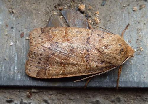 Réf. 111 964 : Agrochola pistacinoides