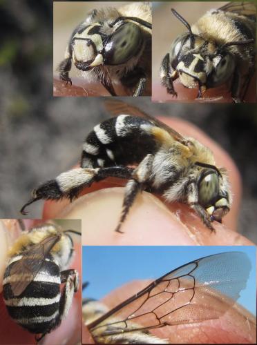 Réf. 111 744 : Amegilla quadrifasciata