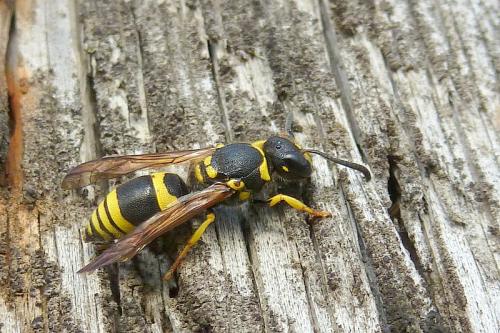 Ancistrocerus sp.