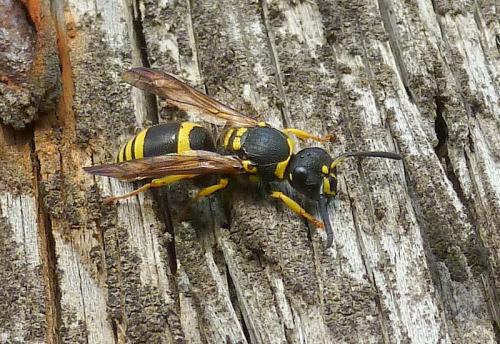 Réf. 111 637 : Ancistrocerus sp.
