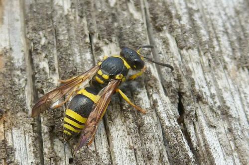Ancistrocerus sp.