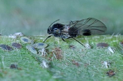 Anoecia corni