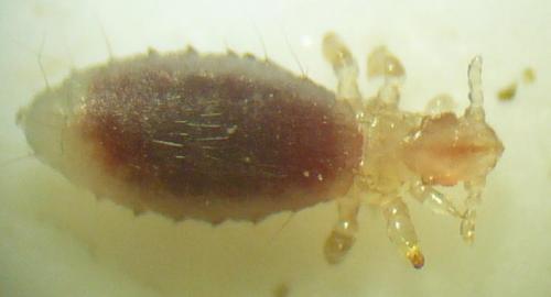 Réf. 111 650 : Neohaematopinus sciuri