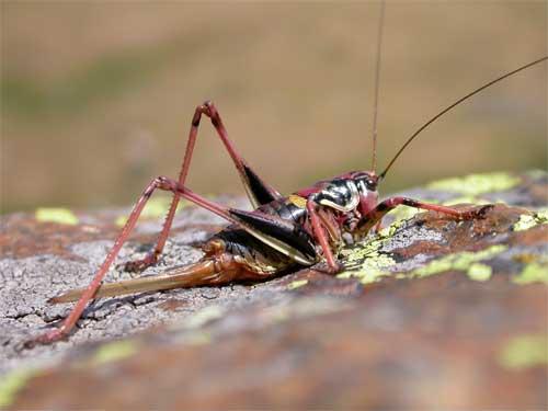 Antaxius hispanicus