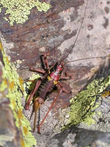 Antaxius hispanicus