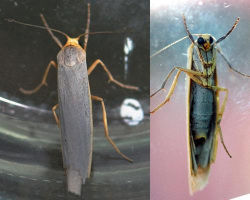 Eilema complana