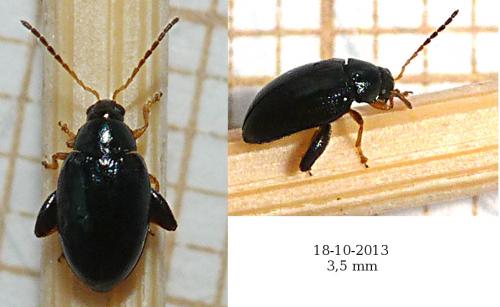 Réf. 111 102 : Psylliodes sp.