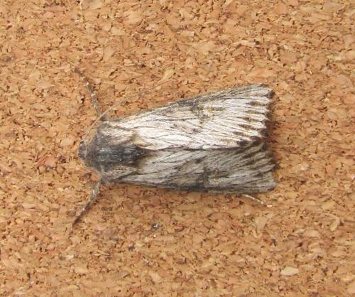 Aporophyla australis