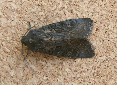 Aporophyla nigra