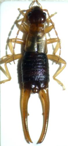 Apterygida media