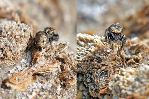 Bianor albobimaculatus