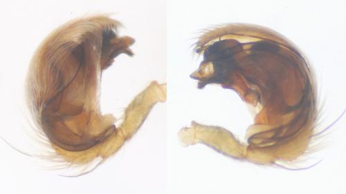 Hyptiotes flavidus