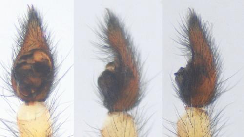 Arctosa perita