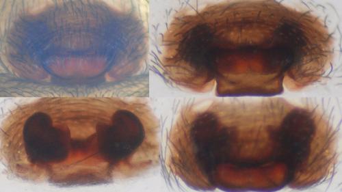 Amaurobius erberi