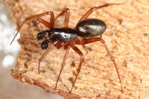Neriene clathrata