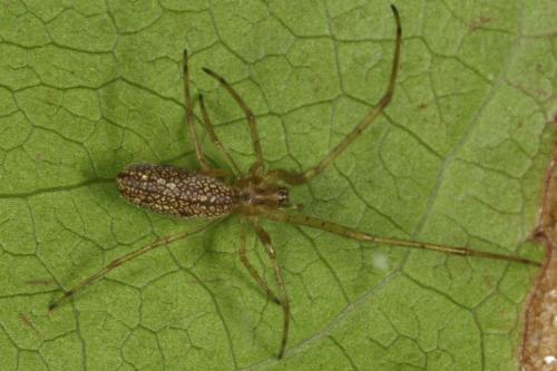 Tetragnatha sp.