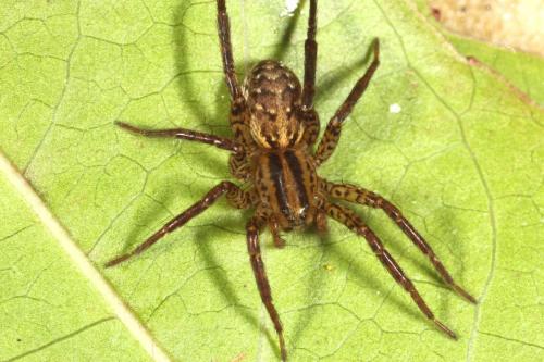 Réf. 111 119 : Hygrolycosa rubrofasciata