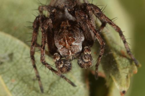 Oxyopes sp.