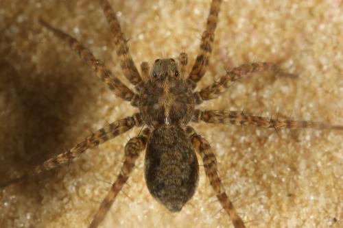 Pardosa sp.