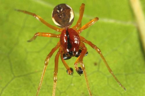 Réf. 111 184 : Pachygnatha listeri