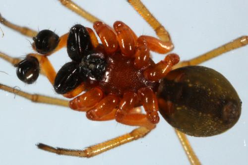 Pachygnatha listeri