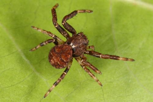 Réf. 111 283 : Xysticus sp.