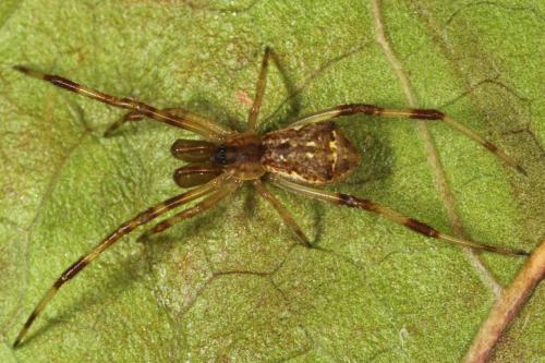 Episinus angulatus