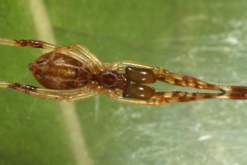Episinus angulatus