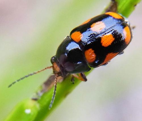 Cryptocephalus octoguttatus