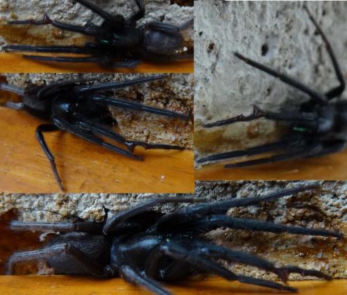 Segestria florentina