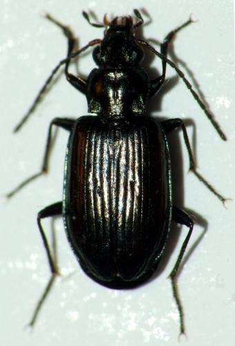 Bembidion prasinum