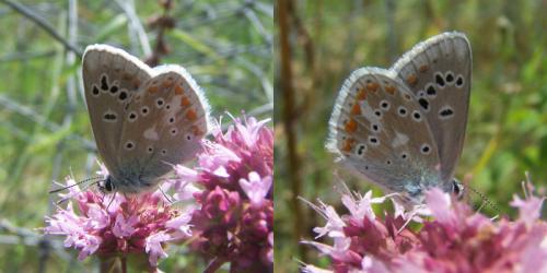 Réf. 111 780 : Polyommatus dorylas