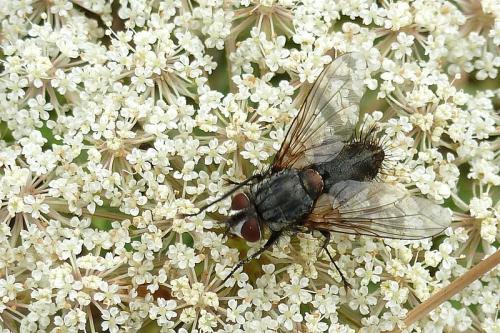 Bithia sp.