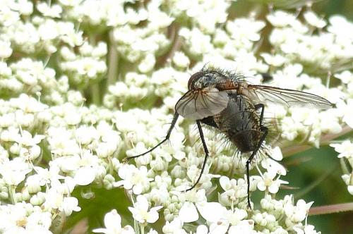 Bithia sp.