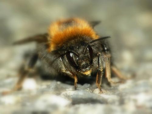 Bombus hypnorum