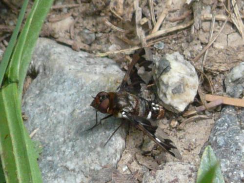Réf. 111 018 : Exoprosopa capucina